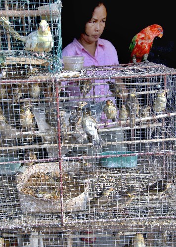 印尼人口数量2021_印尼人口构成柱状图图