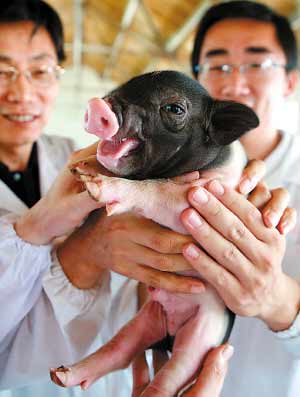 上海首例克隆猪诞生