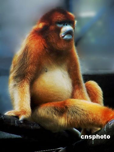 猴的英文名称是什么 9113.jpg